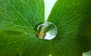 water droplet on green leaf HD wallpaper